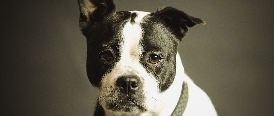 Épilepsie chez le chien